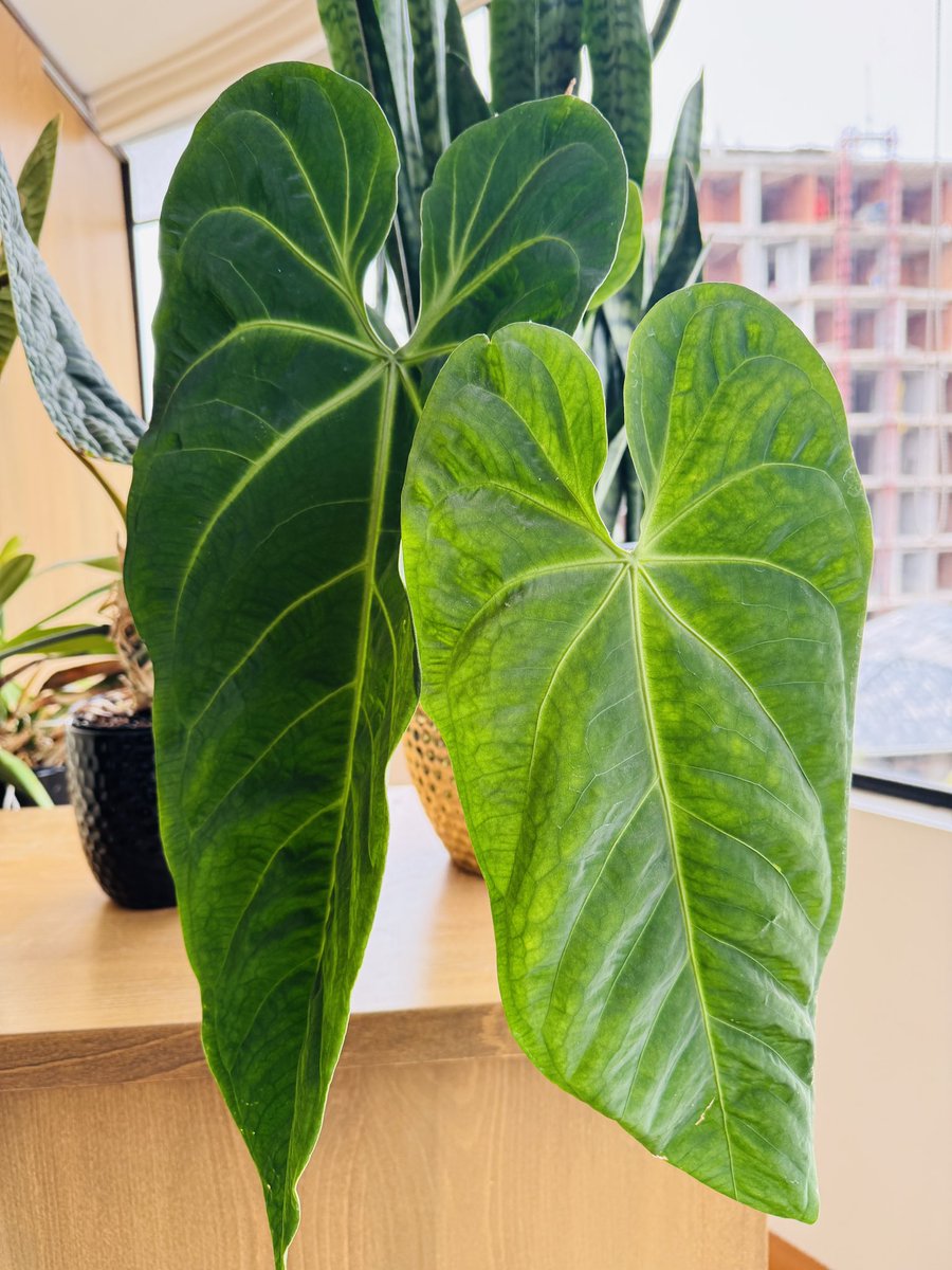 Anthurium metallicum
#WednesdayMotivation