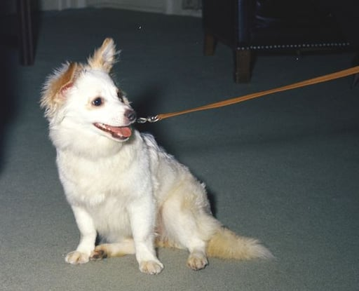 canimoncrypto's tweet photo. So now that #charlie run, we got #pushinka
This was a dog sent by Russia to JFK during the cold war.
At first they revised the dog in case it was a spy, but then JFK adopted it and become part of the charlie family.
Also pushinka is is the straight daughter of Strelka
(the first dog to go to space and come back to earth)
Pushinka is just at 5k and it was like the symbol of peace during cold war
CA:Rj5bU5HcoUaTBExwjCJE4RFJFjouq6FPyXaMaKTpump