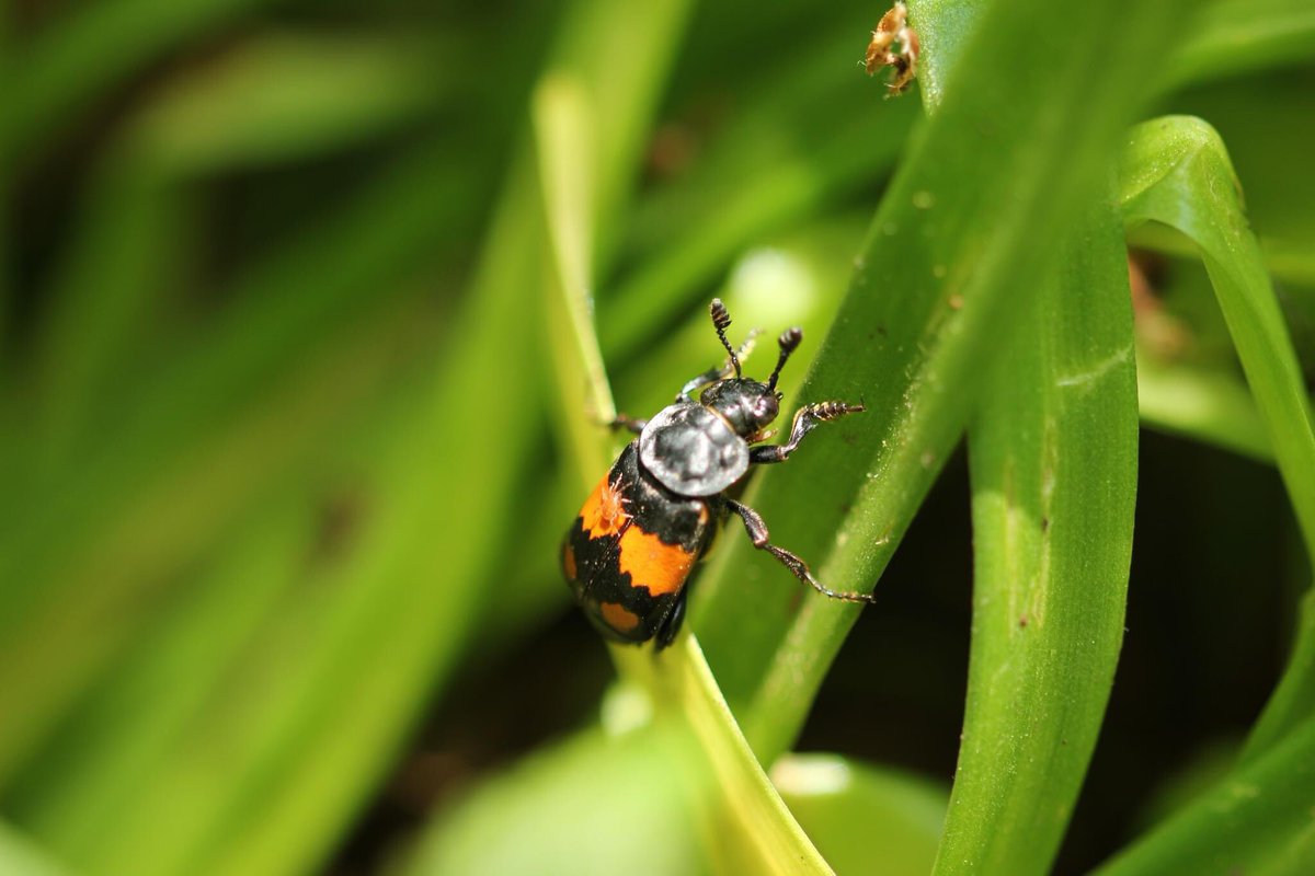 Edinburgh Entomology tweet media
