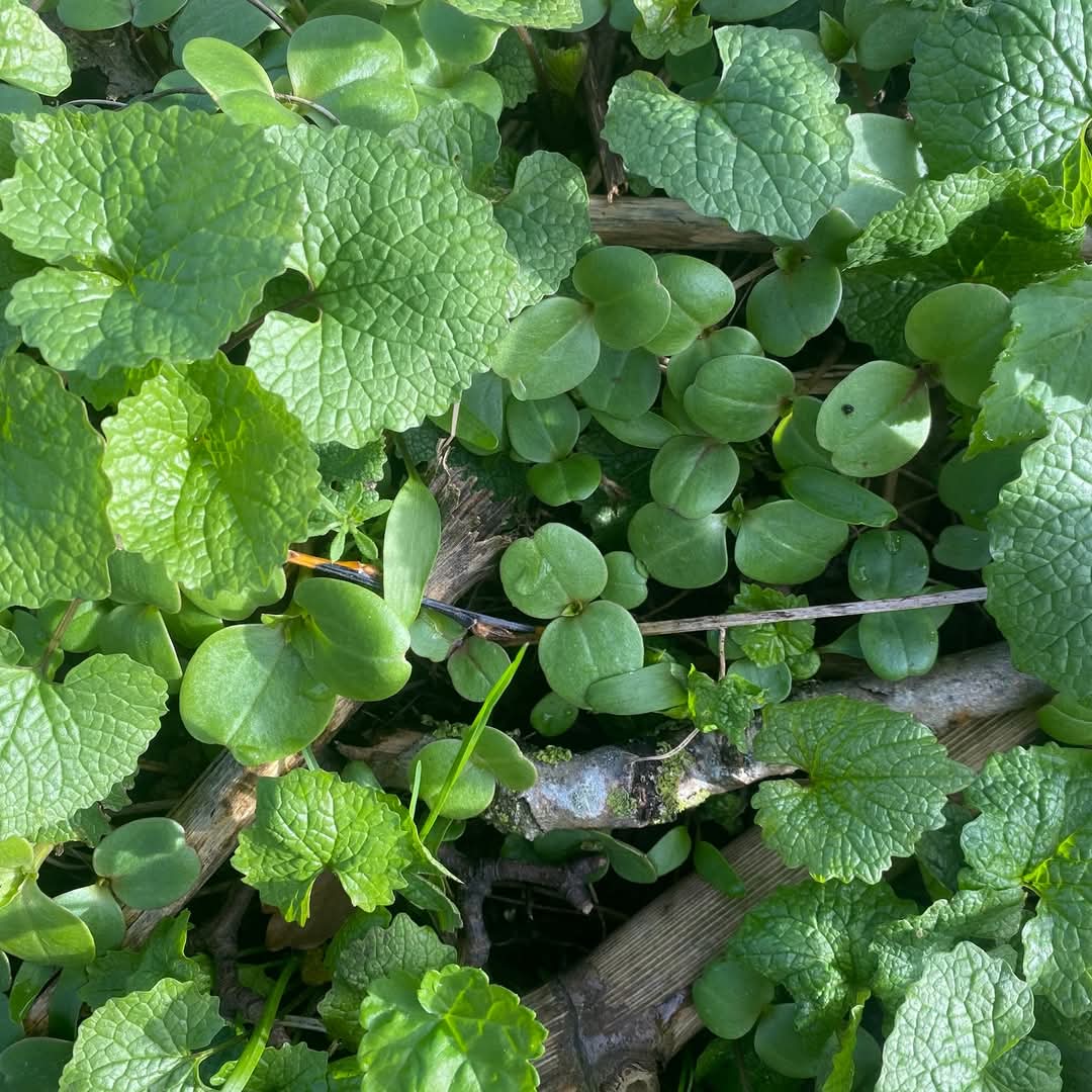 With the arrival of spring, Himalayan balsam is starting to appear again🌱 We don’t have active work planned for this year but we’re planning for the future, including mapping key areas for future management, planning balsam bashing, and expanding biocontrol sites from 13 to 38!