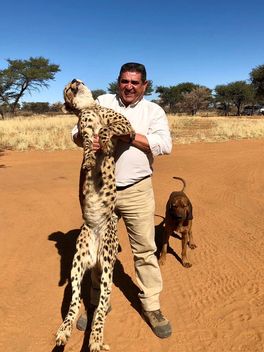 XposeTrophyHunt's tweet image. Spaniard Miguel A Cubero Molina (Servicios Cinegeticos) with the cheetah he killed in Namibia. This sick f**k will be one of the reasons that cheetahs will go extinct, sooner rather than later. 🤬
#BanTrophyHunting 
@SARA2001NOOR @Angelux1111 @Gail7175 @Lin11W @Protect_Wldlife