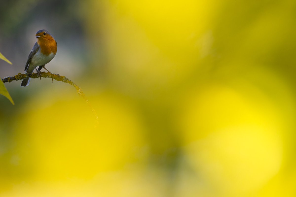 Así pues, de cuando en cuando me dejaría aconsejar por las aves.