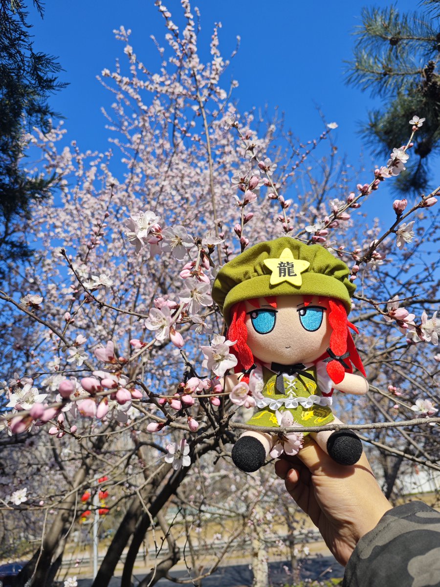 FumoFum71677703's tweet photo. Next……As you wish #Meirin #fumo #healingplush #PlushToy #AnxietyPlush https://t.co/5qqqJzW4xC