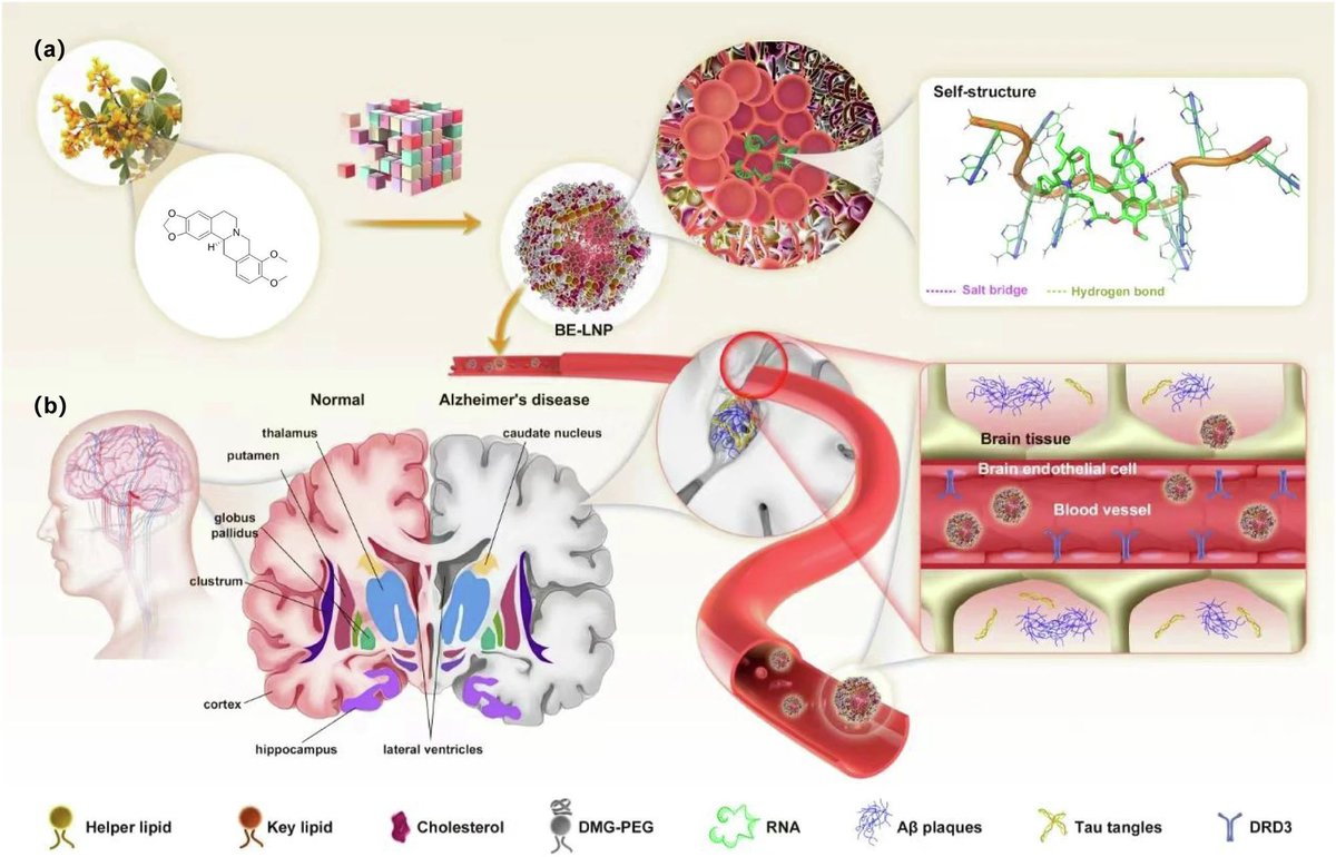 ⚡ Breakthrough Study

A new study in Nat. Commun. unveils berberine-inspired ionizable lipid nanoparticles (LNPs) designed to deliver nucleic acid therapeutics across the blood-brain barrier (BBB). Leveraging the structure of protoberberine alkaloids, these LNPs enhance