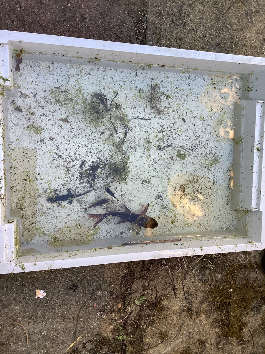 StiffordSWECET's tweet photo. This week, year 4 have been pondering dipping in the school pond as part of our science topic. Look at some of the amazing  things we found! https://t.co/wDE8leUf7Z