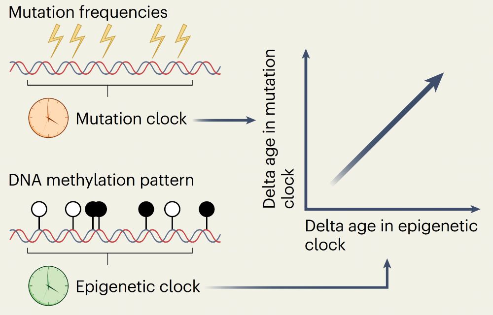 Eric Topol (@erictopol) on Twitter photo As we age, we accumulate somatic mutations in our cells (mutation clock) and DNA methylation changes (epigenetic clock). They correlate and interact nature.com/articles/s4358… <a href="/NatureAging/">Nature Aging</a> As we age, we accumulate somatic mutations in our cells (mutation clock) and DNA methylation changes (epigenetic clock). They correlate and interact nature.com/articles/s4358… <a href="/NatureAging/">Nature Aging</a>