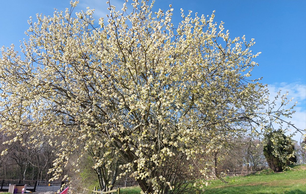 HoptonRehab's tweet image. Signs of Spring. This beautiful tree is full of bees 🐝 Helping nature helps us all ❤️ #naturalworld #spring #insects #pollinators