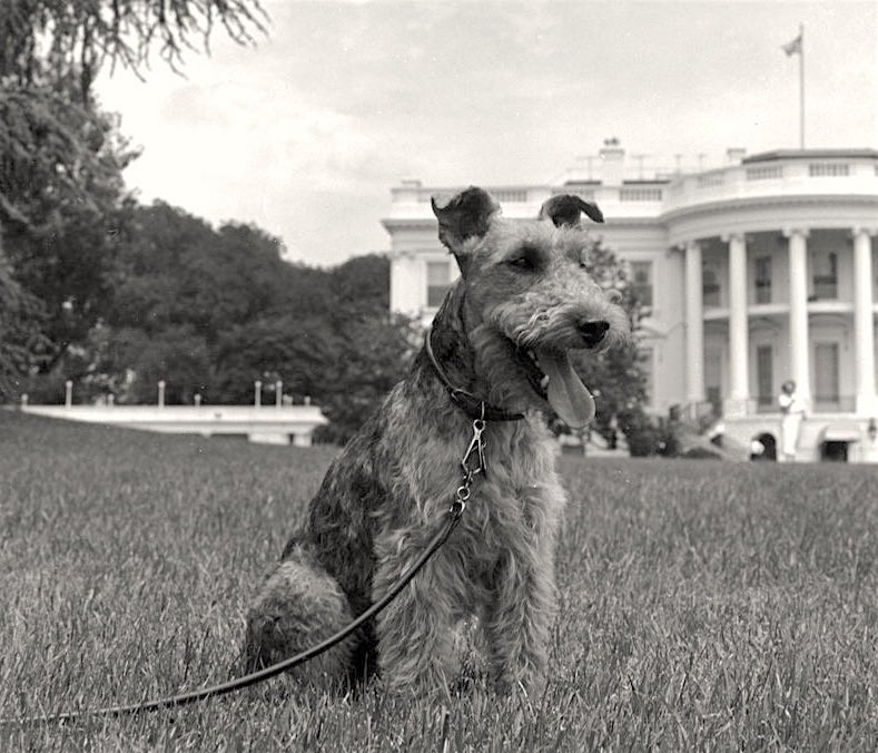 boomerbuilds's tweet photo. 55k AGAIN

DOG STAYS PROTECTED BY SECRET SERVICE https://t.co/HkjOHD9gOF
