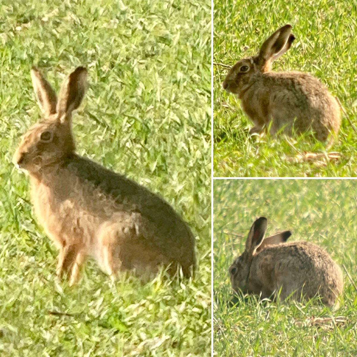 StevePa46290725's tweet photo. Great to see a healthy population of Hares in a Hampshire field this afternoon! #hare #wheresthehare https://t.co/ZbrI9gugLh