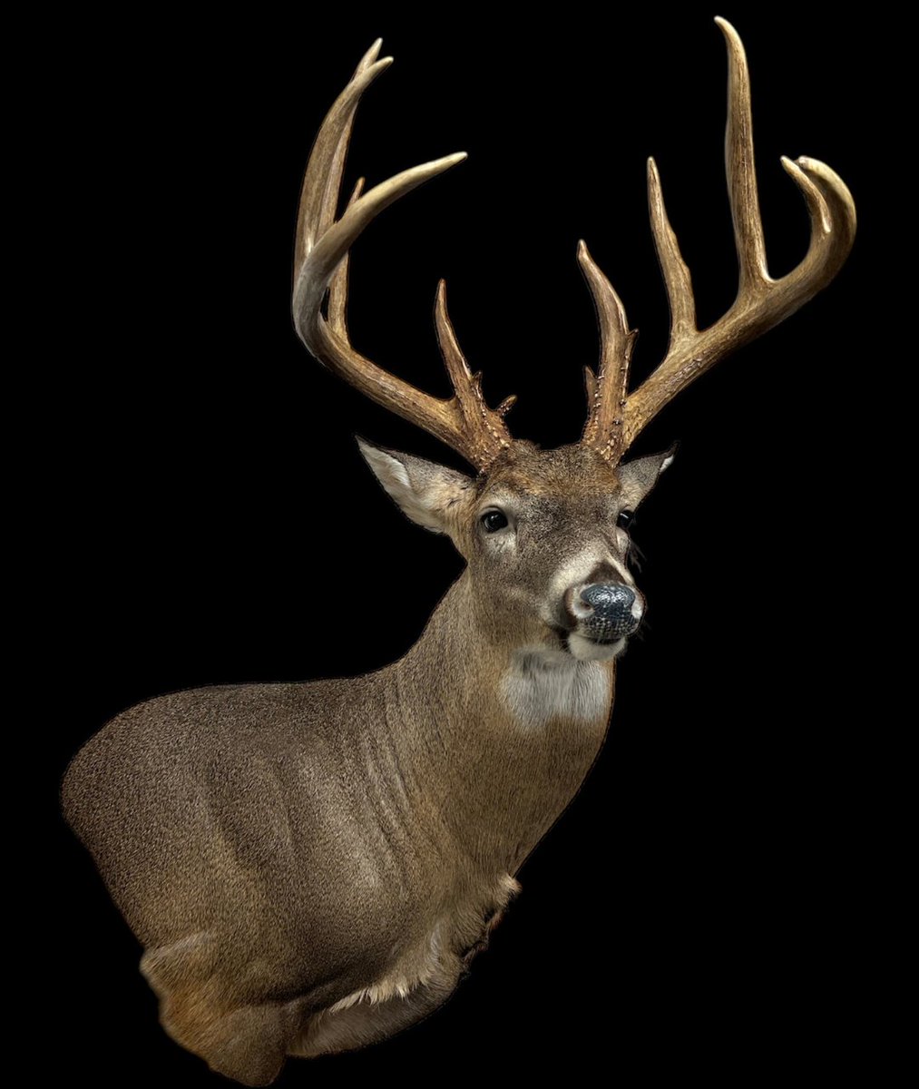 Featured Mount Alert! 

Check out this incredible mount by Brian Hayes of Hayes Taxidermy! Using our 40WP Right Turn, Joe Meder Eyes, and McKenzie Ear Butts &amp; Earliners!

form.jotform.com/250726322155047

#McKenzieTaxidermy #McKenzieFeaturedMount #TaxidermyArt #CompetitionReady