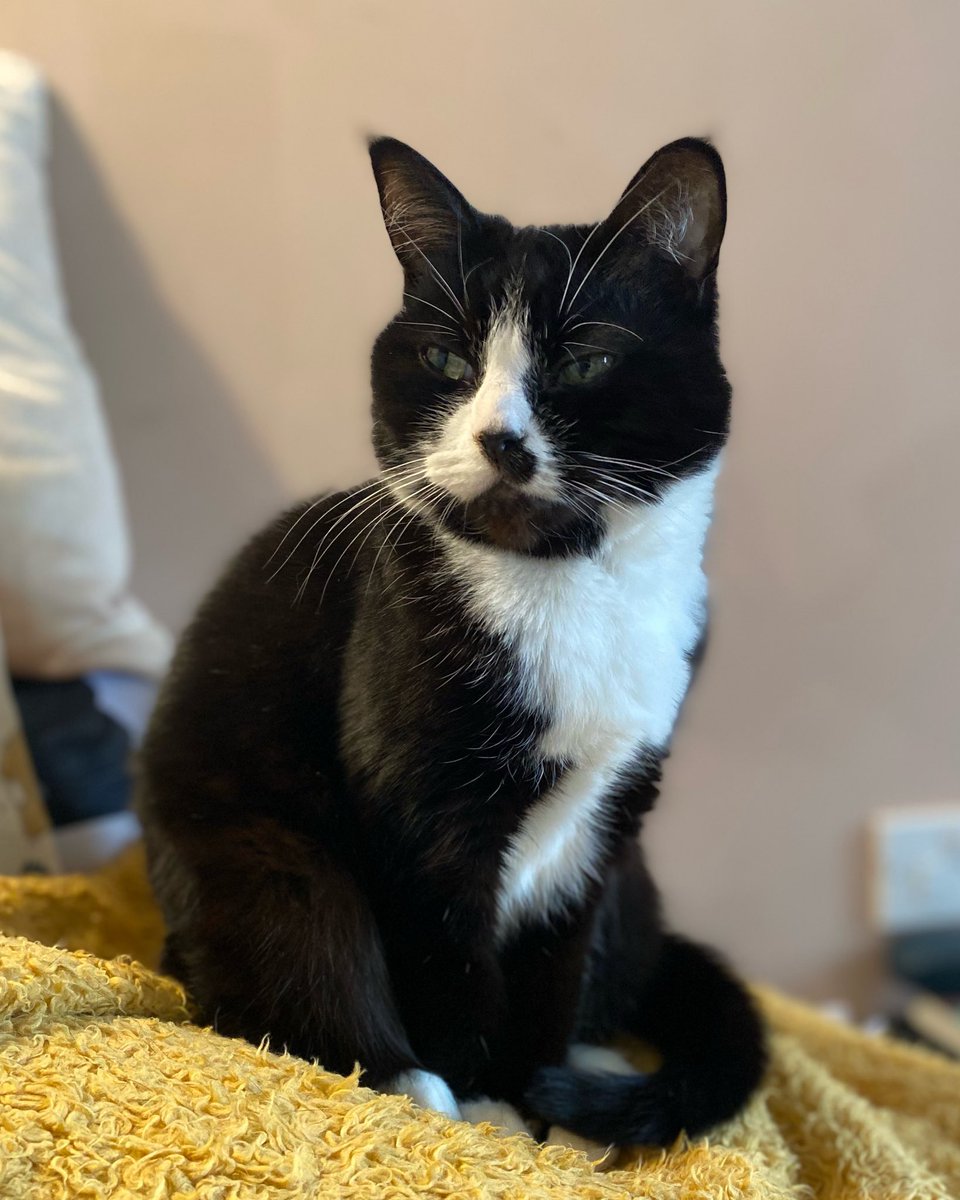 louisecsharp's tweet image. 9 whole years since @milmilthecat arrived thanks to @keighleycatcare  😻🐾

#adoptdontshop❤️ #cats_of_instagram #catlife