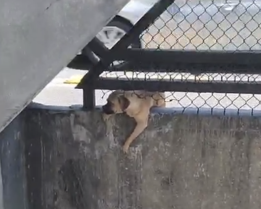 ctcdelmetro's tweet photo. 🚇🐾 ¡Se logró! 

Un lomito fue rescatado de vías de la estación Iztacalco de la Línea 8 y ahora está seguro en el #CTCMetro. Lo revisamos de pies a cabeza. ¡Podría ser tu nuevo mejor amigo! 💚🐶https://t.co/dZxEmnWRJ0 🏡 #AUnMetroDeUnHogar #AdoptaMetro. https://t.co/8fUYyorDRf