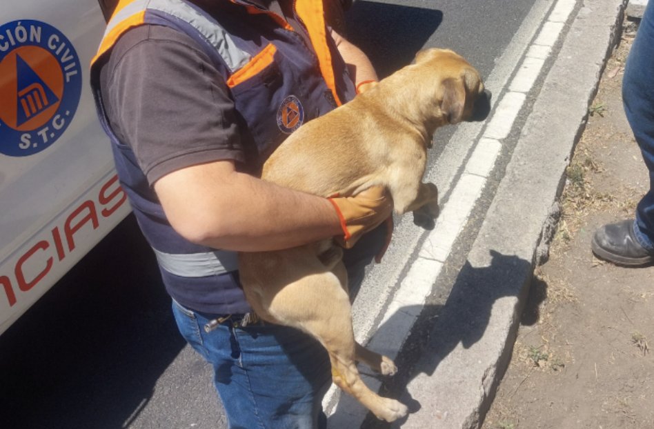 ctcdelmetro's tweet photo. 🚇🐾 ¡Se logró! 

Un lomito fue rescatado de vías de la estación Iztacalco de la Línea 8 y ahora está seguro en el #CTCMetro. Lo revisamos de pies a cabeza. ¡Podría ser tu nuevo mejor amigo! 💚🐶https://t.co/dZxEmnWRJ0 🏡 #AUnMetroDeUnHogar #AdoptaMetro. https://t.co/8fUYyorDRf