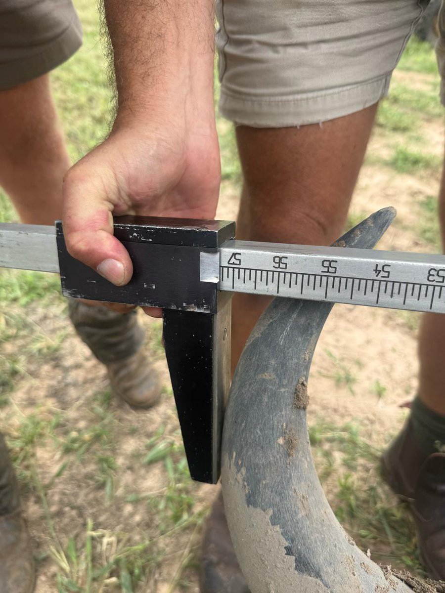 BuffaloBreeder tweet media