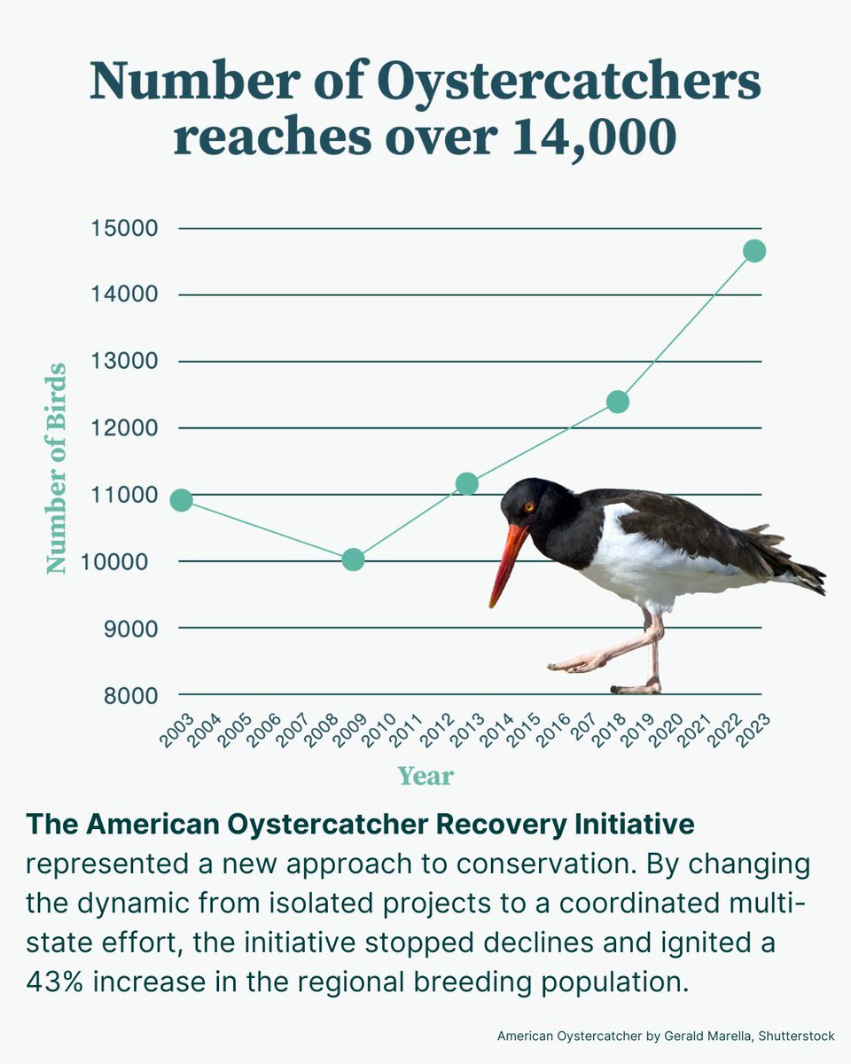 AmOrnith's tweet photo. It’s time to step up to help bird species that are still declining. Enacting policy measures now in support of conservation will keep birds off watch lists. US 2025 State of the Birds Report: https://t.co/rk0f7lMSUB
#bringbackbirds #stateofthebirds #americanoystercatcher https://t.co/P2IHQrejQW