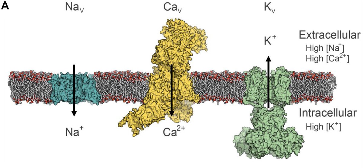 Lily Jan, PhD, from @ucsf_bms_jc reviews recent structural evidence, how cells can sense voltage are involved in the gating of voltage-gated ion channels as well as the sperm-specific Na+/H+-exchanger or voltage-sensing phosphatases. Read the article here: doi.org/10.1016/j.molp…
