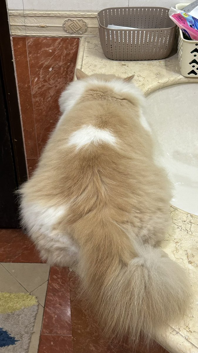 sisikosong's tweet photo. [KUCING HILANG]

✨Twitter, work your wonders and make some magic happen!✨

Sejak 19 Maret 2025, kucing kami - Tokyo - hilang.

Bagi teman-teman yang tinggal atau punya keluarga/rekan di sekitar Lebak Bulus/Fatmawati/Karang Tengah/Cilandak, mohon bantuan untuk share info ini😔 https://t.co/kYBtGynI6f