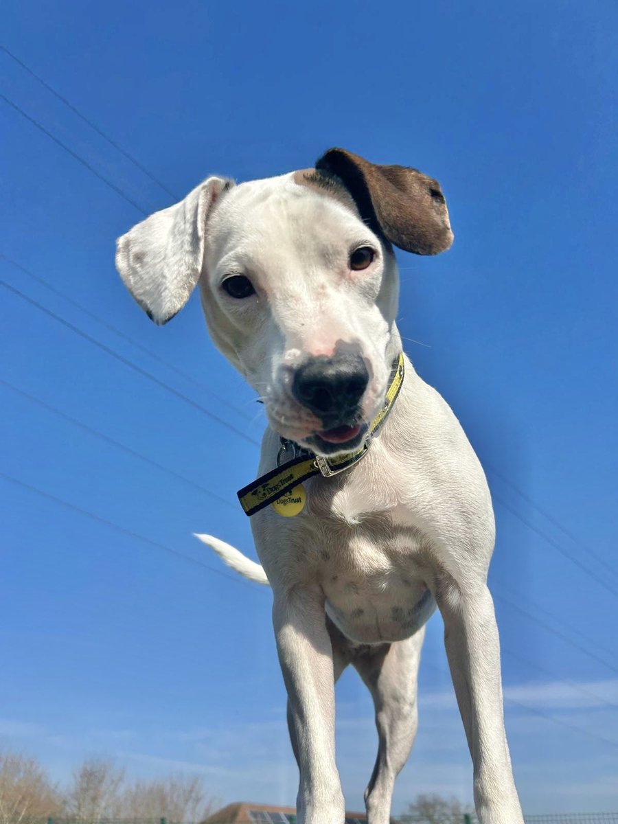 Give Tori a like if want to help her find a forever home 🐶💛
<a href="/DT_Essex/">Dogs Trust Basildon</a> 

[Image description: Staffordshire Bull Terrier Crossbreed standing on a platform looking down at the camera. There are clear, blue skies in the background. She is white with a brown ear.]