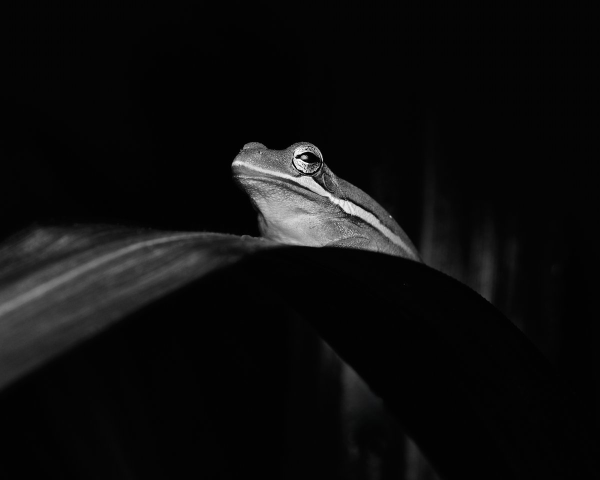 lowbassphotog's tweet photo. I feel judged #greentreefrog #hylacinerea #photography #wildlifephotography #animalphotography #frog #amphibian #wildlife #herpetology #blackandwhitephotography #naturephotography #conservation #wetlands #appicoftheweek #canonfavpic #captureone https://t.co/zeWFPfm080