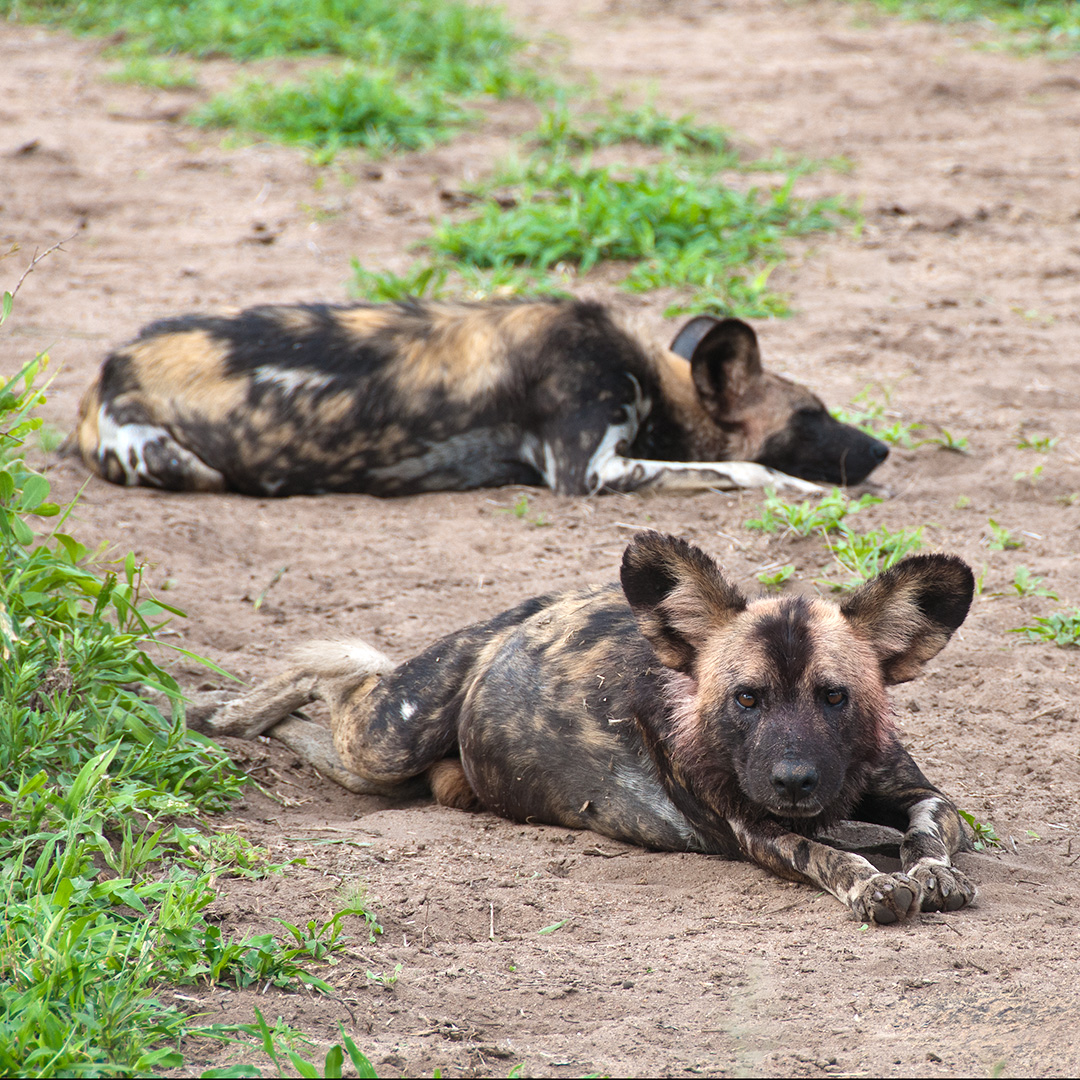 NateyesPhoto's tweet image. Africa Wild Dogs

Although they are endangered, it's amazing how many times we've seen them!!

#wilddogs #nature #africa #naturephotographer #wanderlust #traveltheworld
