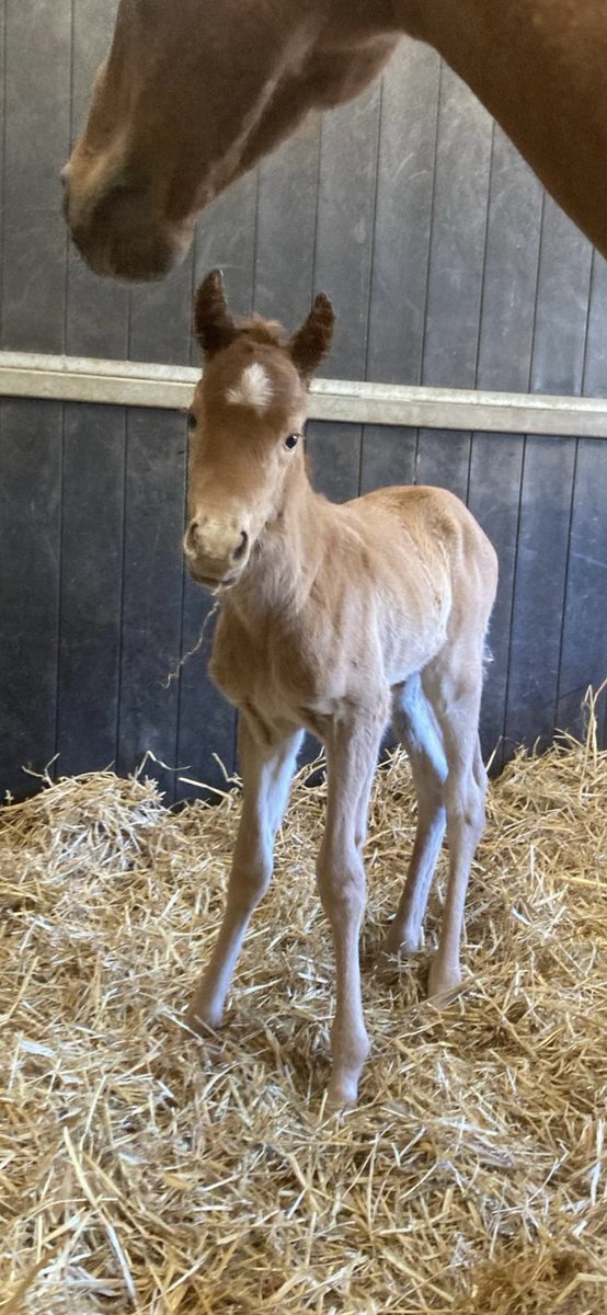 New addition: a very cute filly by
Dream Head x Oriental Lilly  <a href="/BearstoneStud/">Bearstone Stud</a> <a href="/Willowwoodstud/">Willow Wood Farm</a>