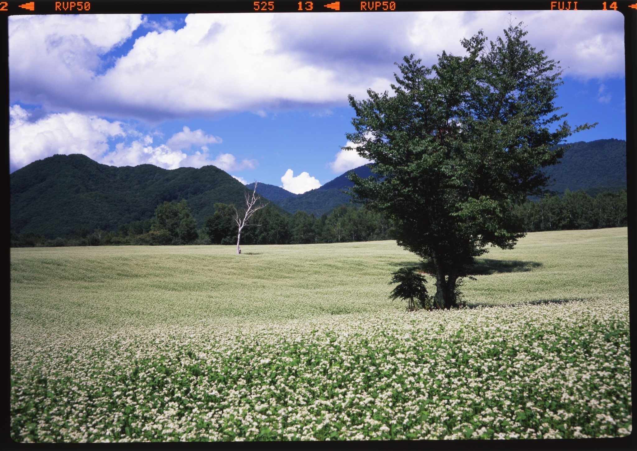 真冬ページ 楽天市場】ニチハ【窯業系外壁材 モエンエクセラード16 Fu-ge