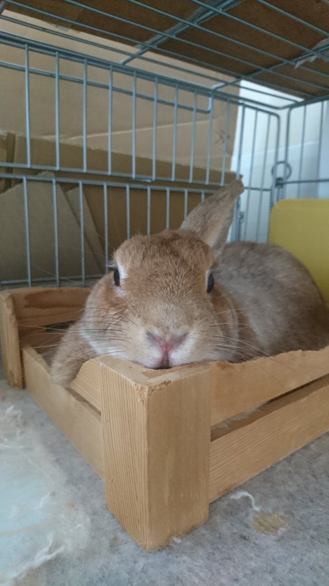 usagi2345's tweet photo. 両方軽度だけど自律神経失調症、不安・パニック障害を持ってる、偶に病むアラサーです🐰
愛兎の先代うさ太、現代ちゃ美のうさぎがいます🐰
動物＆カラオケ＆アニメ好き人間です🐰推しはリボーンの雲雀恭弥様です☁️
たまにイラスト描いてます♥
よろしくお願いいたします🐰
#自己紹介 https://t.co/2WfOHXQxI0