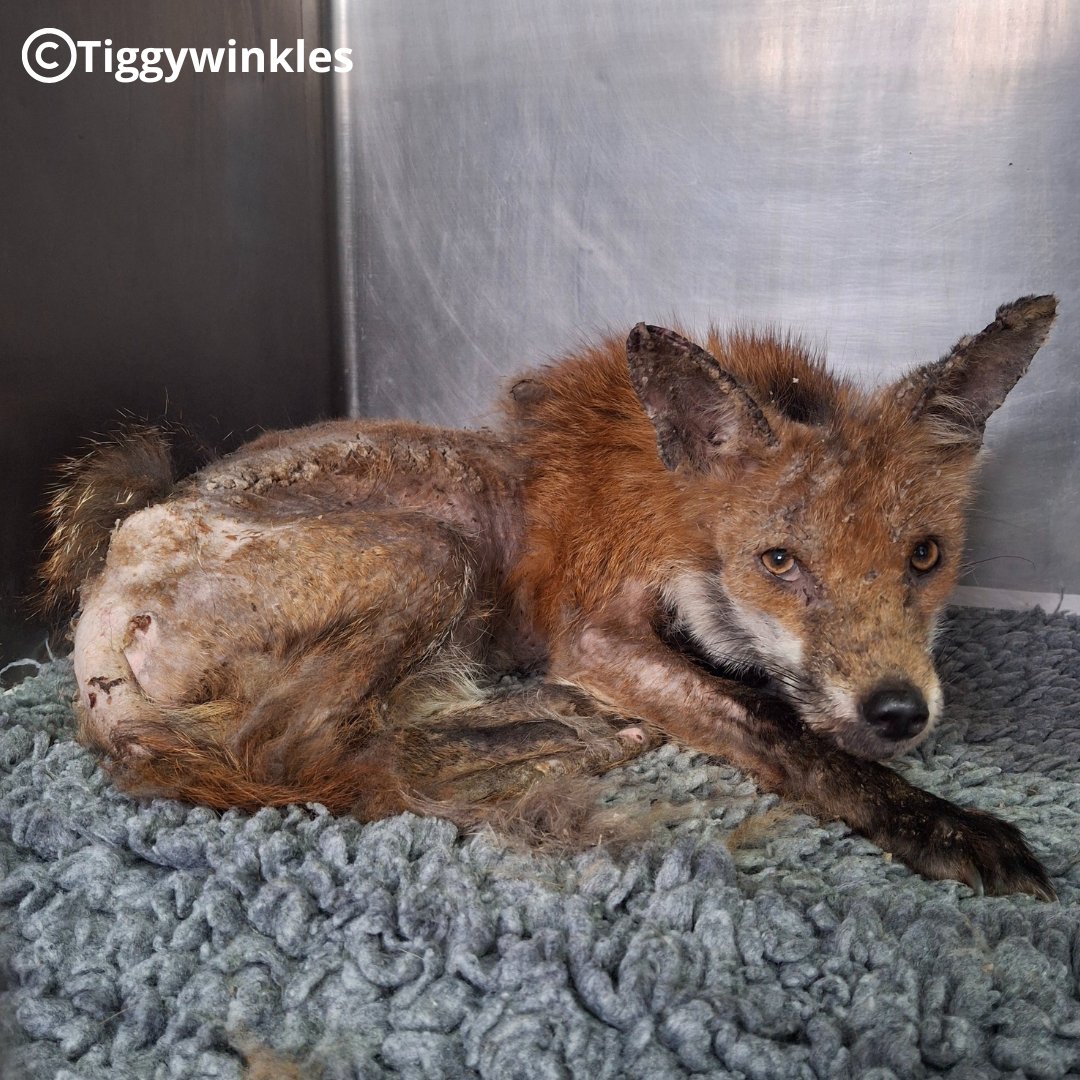 As you can see, this fox recently came in suffering from a severe case of mange. We immediately began the course of treatment needed &amp; he was soon feeling much better. We kept him with us until all his fur had grown back &amp; he was then successfully returned to the wild.