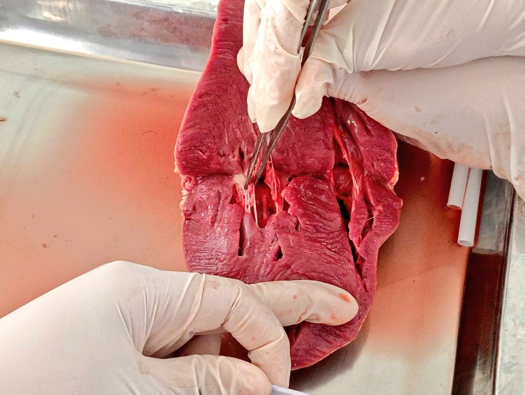 SinghYotha's tweet photo. 🤨Study Science about Inside Heart (Real heart but not human's it Pig's) https://t.co/QHaJ8NzoX2