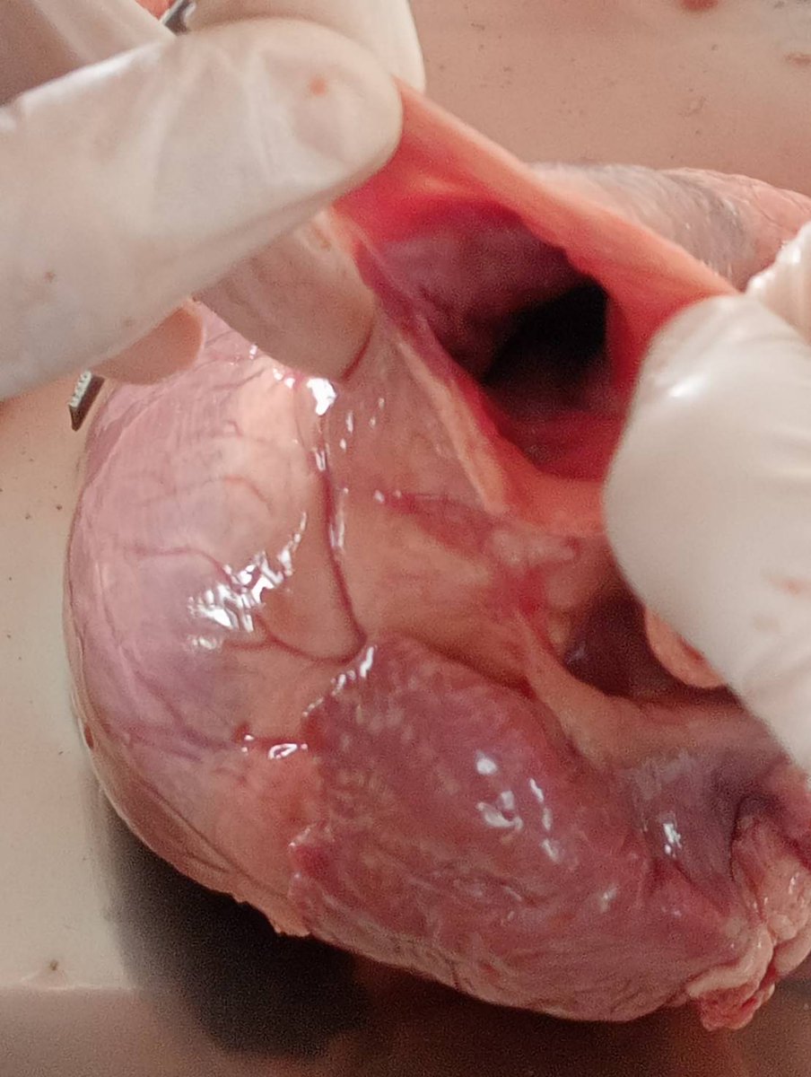 SinghYotha's tweet photo. 🤨Study Science about Inside Heart (Real heart but not human's it Pig's) https://t.co/QHaJ8NzoX2