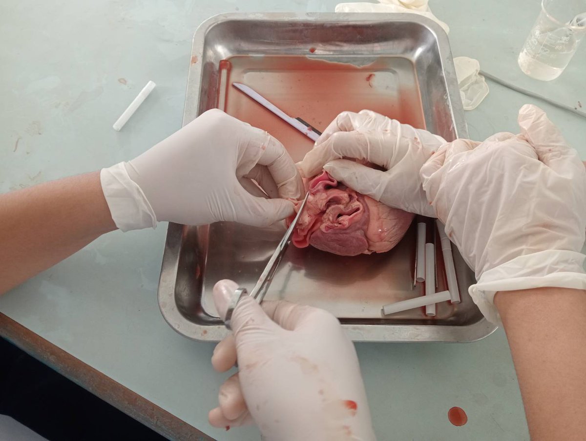 SinghYotha's tweet photo. 🤨Study Science about Inside Heart (Real heart but not human's it Pig's) https://t.co/QHaJ8NzoX2