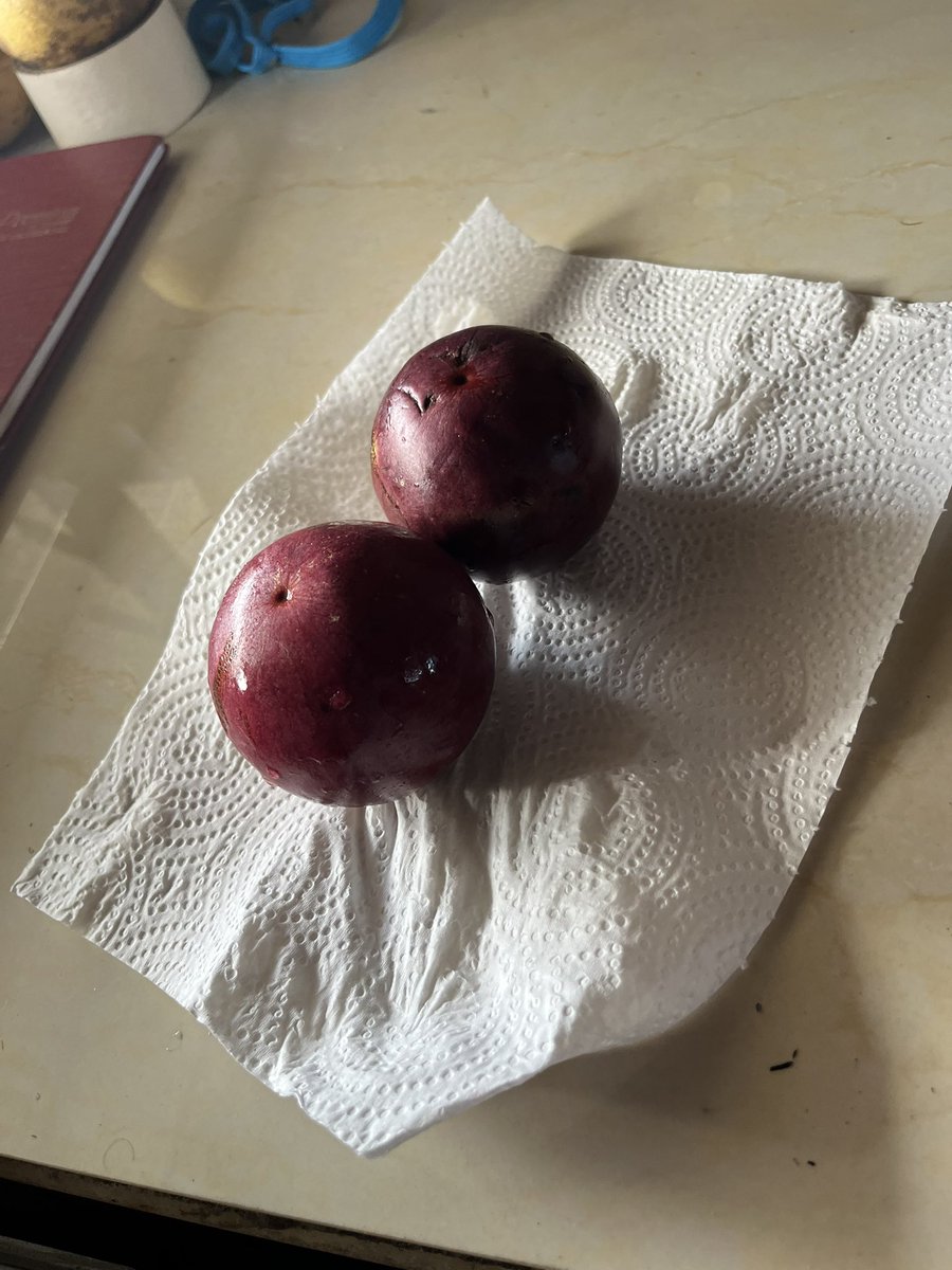 Nigelj08223326's tweet photo. @hcassamba @Hackney50David @hillviewalumni @StuartRYoung1 @me3_shh @leesah_zimbo @OfficialJoyous @snibs14
This fruit is called Kimit in Trinidad or #Roseapple in Jamaica
Itโs a prized fruit
There was one tree overhanging the ravine where I spent hours
Poor but happy
๐น๐น https://t.co/8W7wWNCgMk