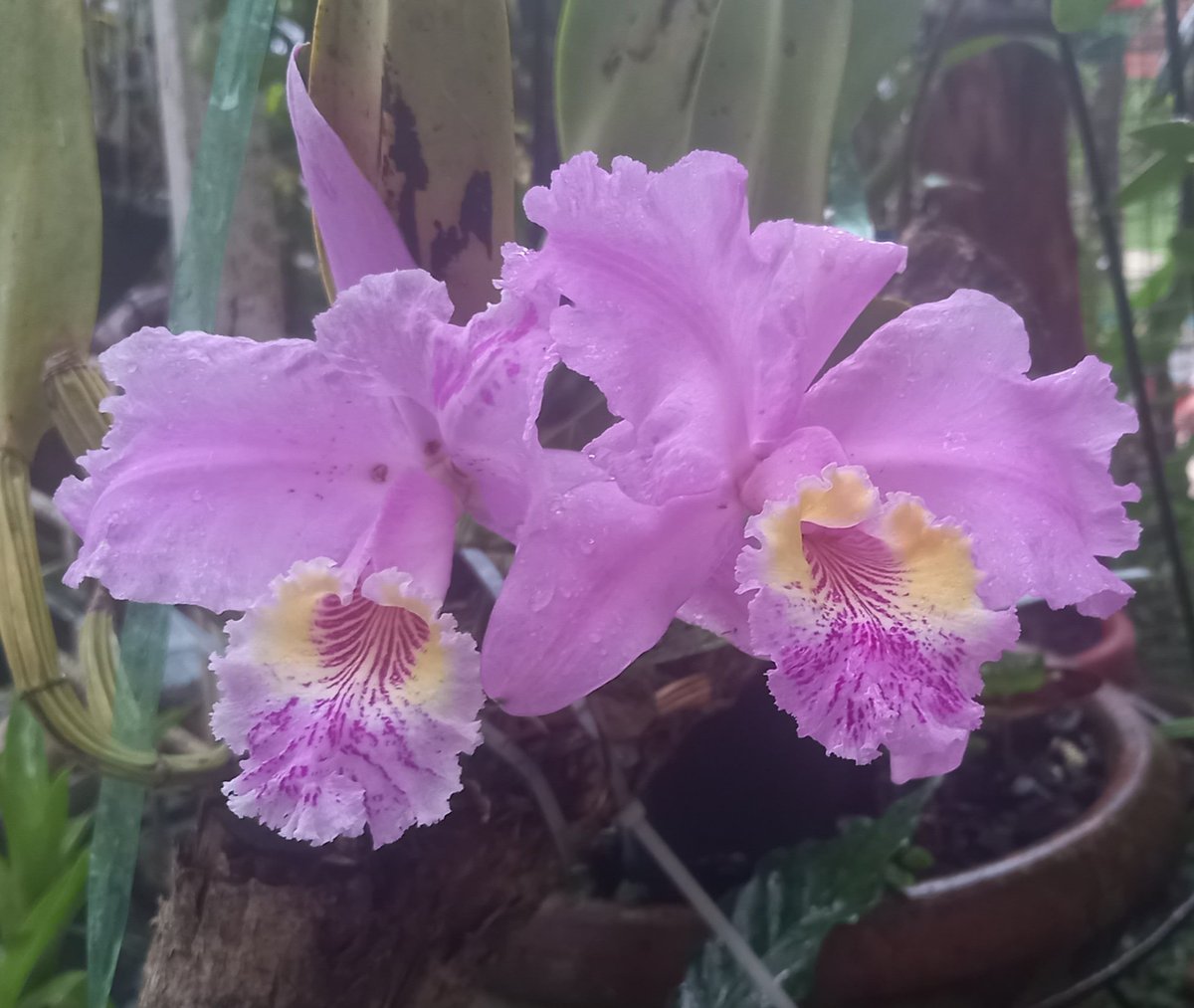 ORQUIBOR. Orquídeas, Bromelias y Arboleshogar tweet media