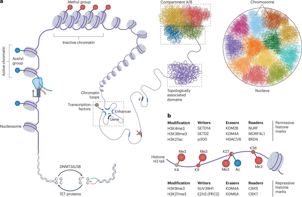 Waggoner Lab (@labwaggoner) on Twitter photo Review <a href="/NatImmunol/">Nature Immunology</a> <a href="/golnaz_v/">Golnaz Vahedi</a>
The epigenetic landscape of fate decisions in T cells
nature.com/articles/s4159… Review <a href="/NatImmunol/">Nature Immunology</a> <a href="/golnaz_v/">Golnaz Vahedi</a>
The epigenetic landscape of fate decisions in T cells
nature.com/articles/s4159…