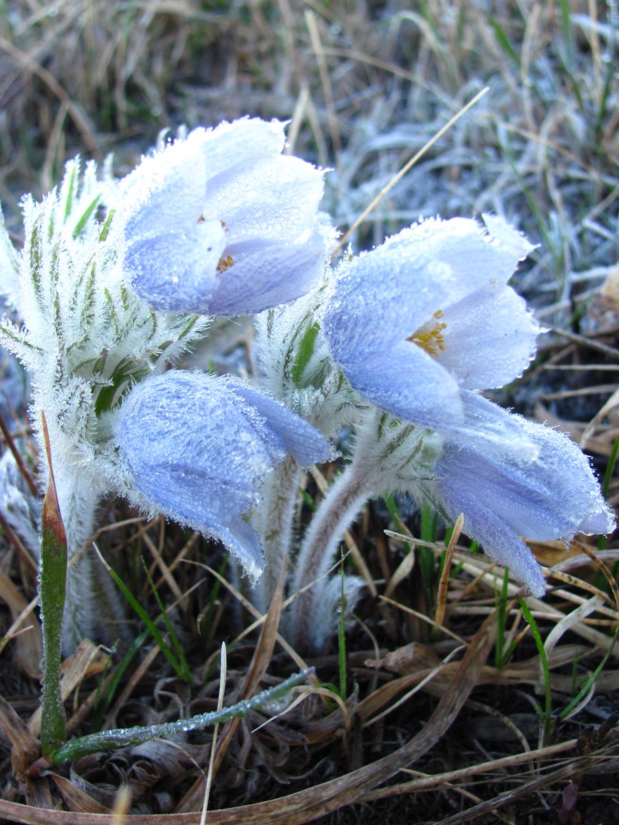 Looking for signs of spring? 

Next time you’re out adventuring, keep your eyes peeled for pasque flowers! Pasque flowers are early bloomers. They are also a great food source for pollinators emerging for the warmer weather. Photo: <a href="/USFWS/">U.S. Fish and Wildlife Service</a>
