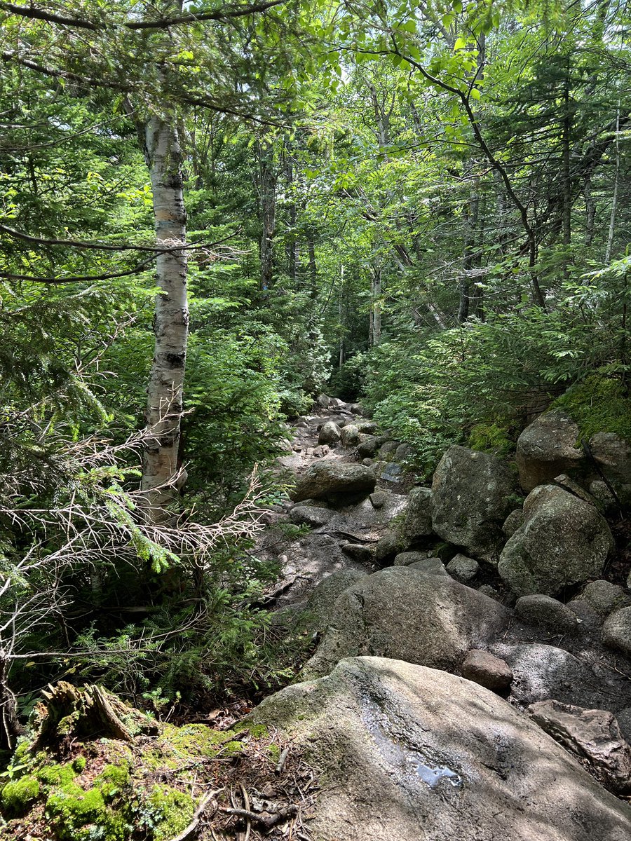 trish johnson tweet media