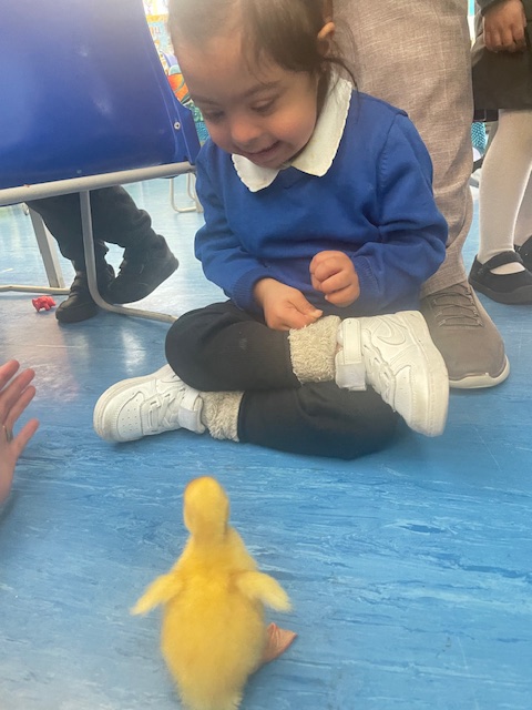 OldFordPrimary's tweet photo. Hello to the Old Ford ducks who are settling well into their new home! The children in the nursery are enjoying meeting all of their new duck friends. https://t.co/GVfcQC0P2q