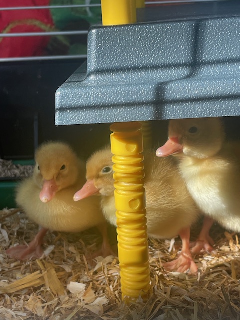 Hello to the Old Ford ducks who are settling well into their new home! The children in the nursery are enjoying meeting all of their new duck friends.