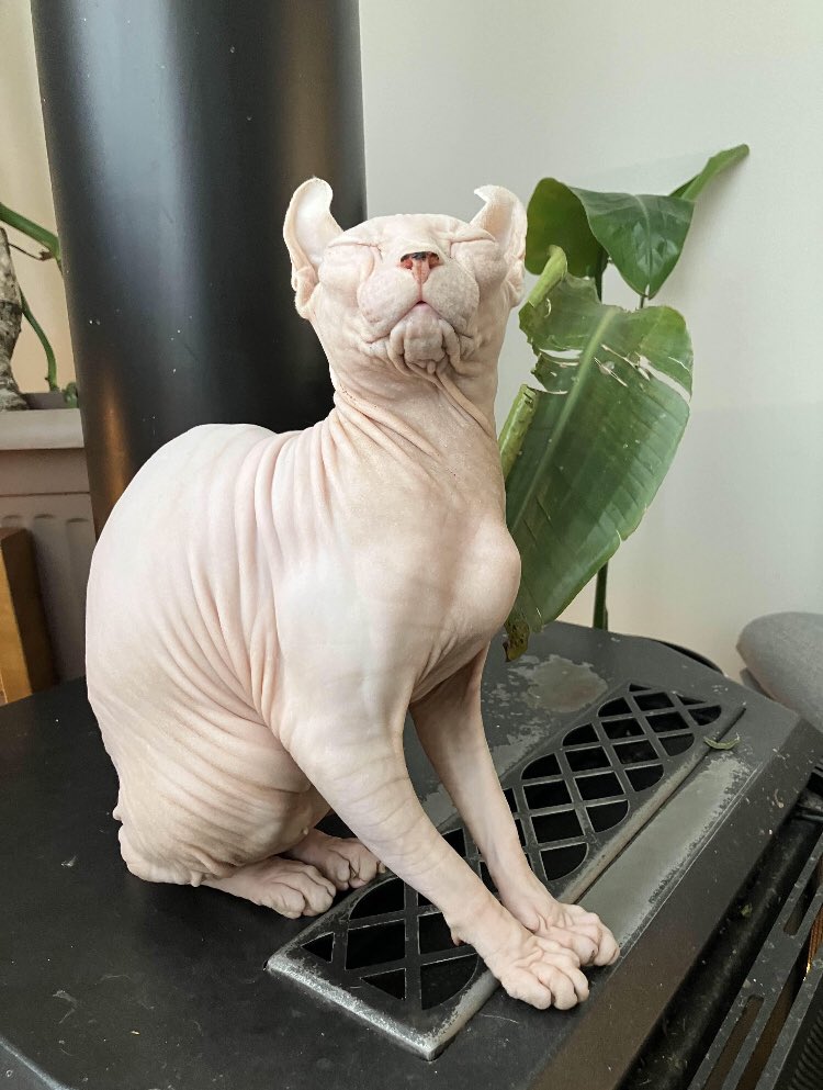 ⚠️:3🏳️‍⚧️ Space_Beet 🏳️‍⚧️:3⚠️ tweet media