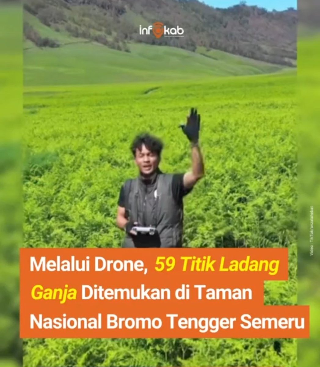 Shock banget⁉️
Setelah kejadian terbakarnya gunung bromo, maka tumbuhlah pohon ajaib atau pohon g@nja..
