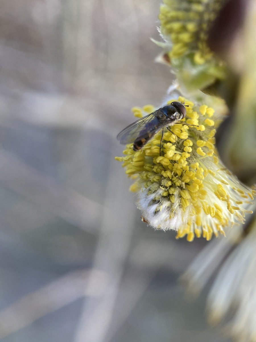 Victoria Williams (@vrw123) on Twitter photo Beautiful bees (and hoverflies) at <a href="/WarrenFarmNR/">WarrenFarmNatureReserve</a> today 🐝
#warrenfarmnr #savethebees #ealing Beautiful bees (and hoverflies) at <a href="/WarrenFarmNR/">WarrenFarmNatureReserve</a> today 🐝
#warrenfarmnr #savethebees #ealing