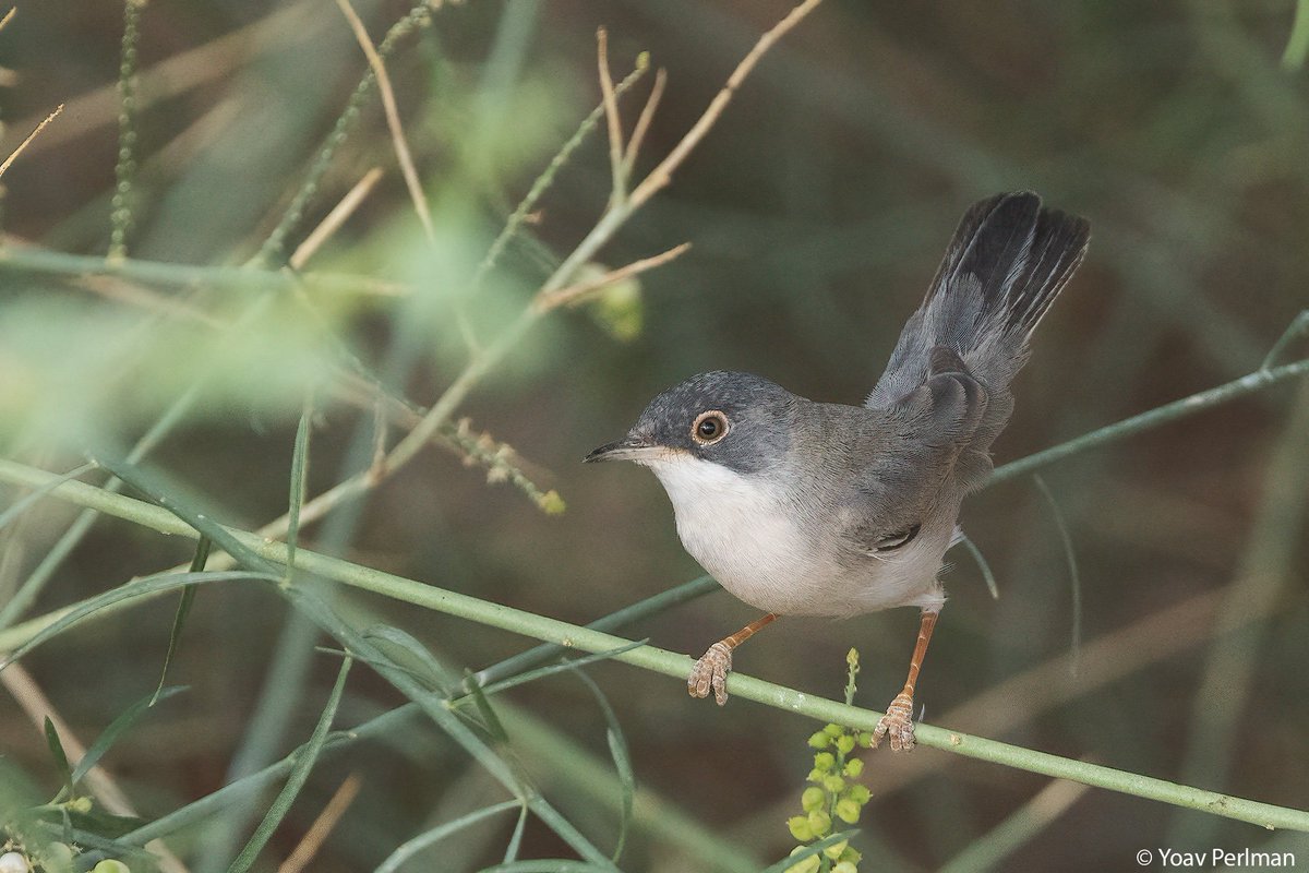 Menetries's Warbler yesterday in Eilat - check my blog for more:
yoavperlman.com/2025/03/eilat-…