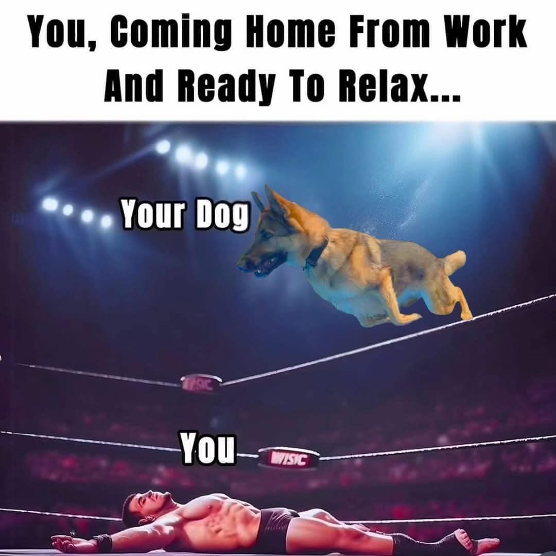 GSD_Den's tweet image. What About Your Dog???
 Don't forget to follow us for a daily dose of German Shepherd! 😍 
Instagram - @Germanshepherd_den
Credit by @Shawn McIntyre 

#usadoglovers #newyorkdogs #floridadogs #viralpet #germanshepherdpuppy #gsdstore #shepherdswag #gsdlifestyle