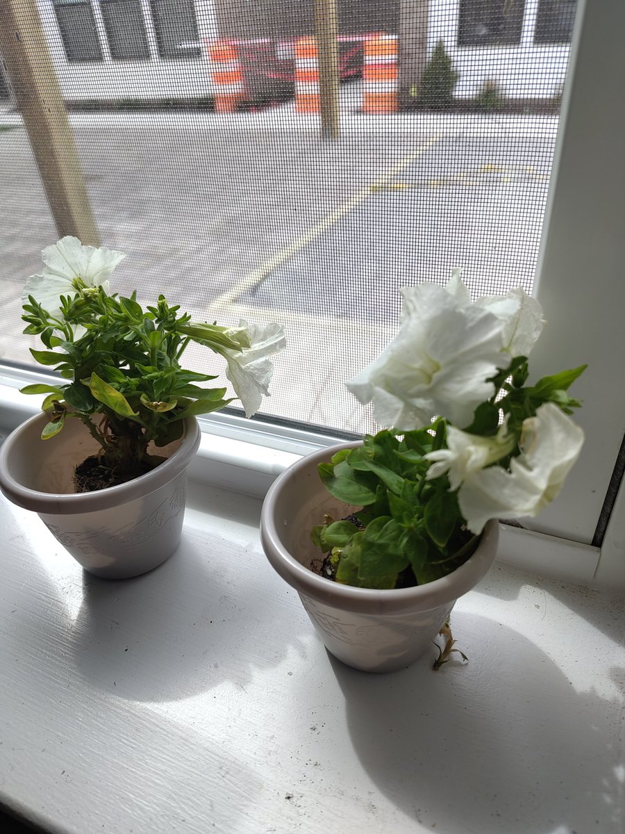 just got some beautiful genetically-modified bioluminescent plants from <a href="/light_bio/">Light Bio</a>! light conditions rn aren't quite optimal but i'm excited to see these reach their full potential!