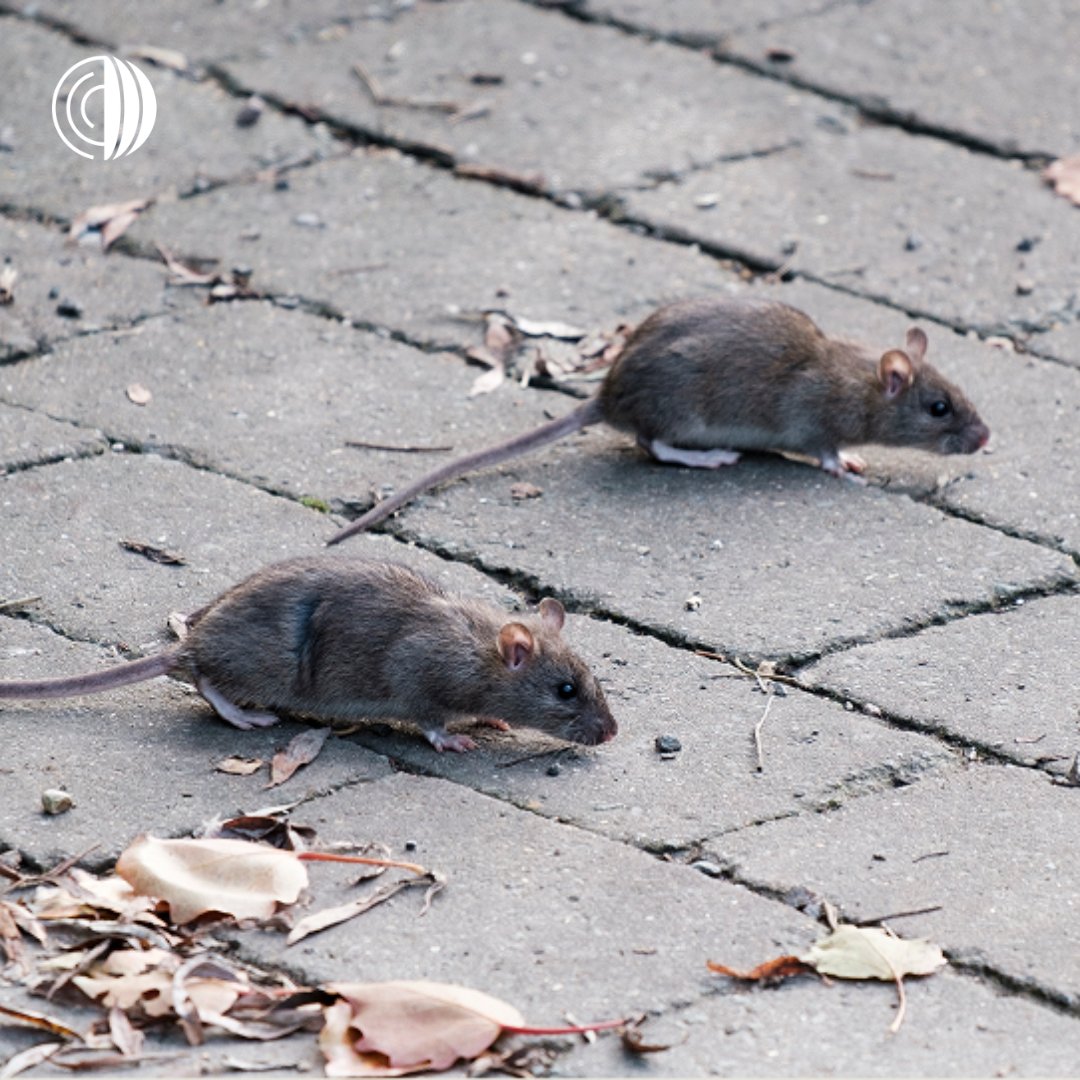 Organización Mundial de Sanidad Animal - Americas tweet media