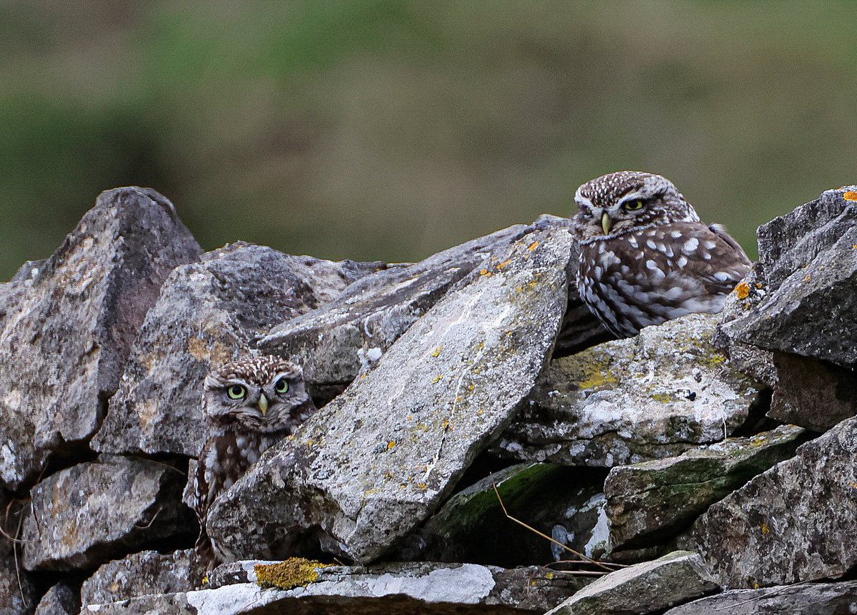 A look up to my local moor near Richmond early Northern Wheatear plenty of Brown Hares 15 + in one pasture😀😎