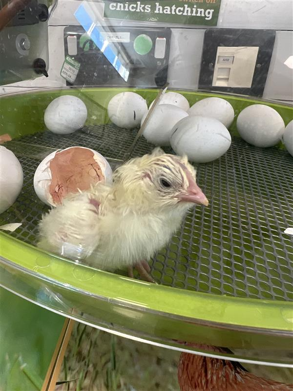 Welland Academy tweet media