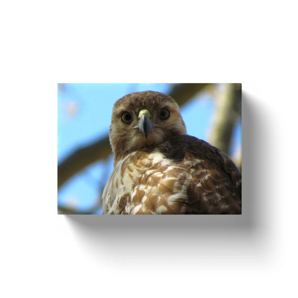 NateHartPrints's tweet image. 🦅 Let the fierce gaze of the wild take over your space! Our "Hawk Eyes" Canvas Wrap brings nature’s power &amp;amp; precision to your walls. Ready to hang &amp;amp; built to last! 

Shop now: printsbynatehart.com/collections/wi…

#HawkEyes #WildlifeArt #CanvasWraps #NatureLovers #HomeDecor