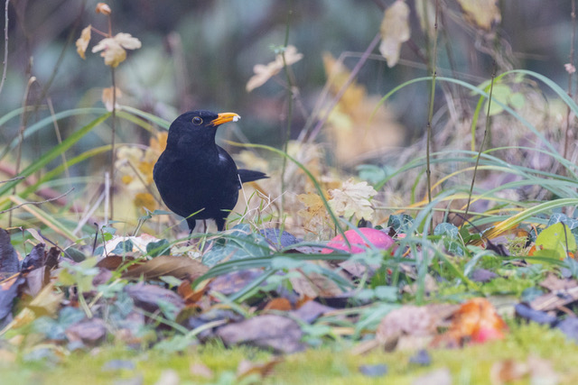 Icarus Birds – just posted on the EOU noticeboard, an opportunity to collaborate in tracking common birds to understand where, how, and why they die – see eounion.org/latest-news/ic…
