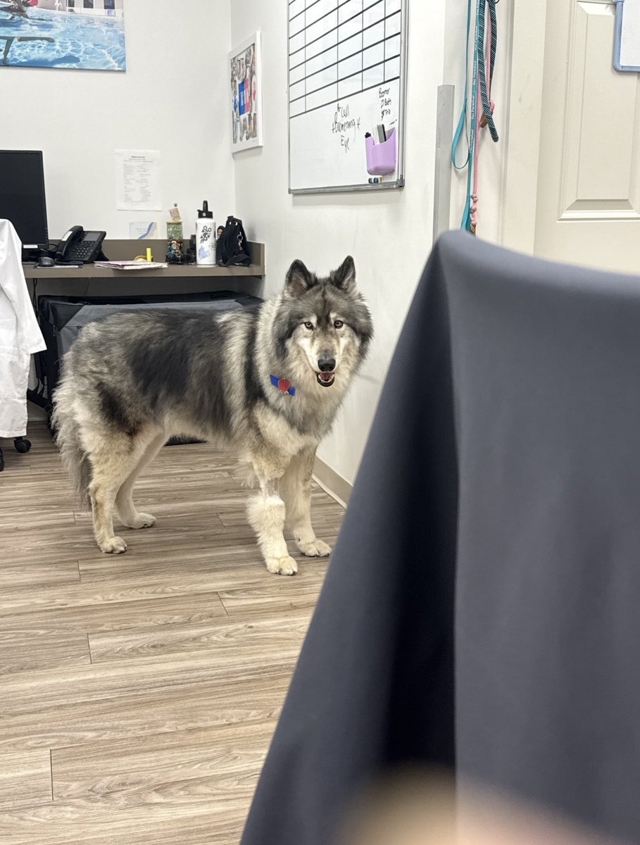 i had to fly to nashville today + one of my friends told me that she’d bring tonka to work with her to hang out for the day

presenting — your favorite office wolf